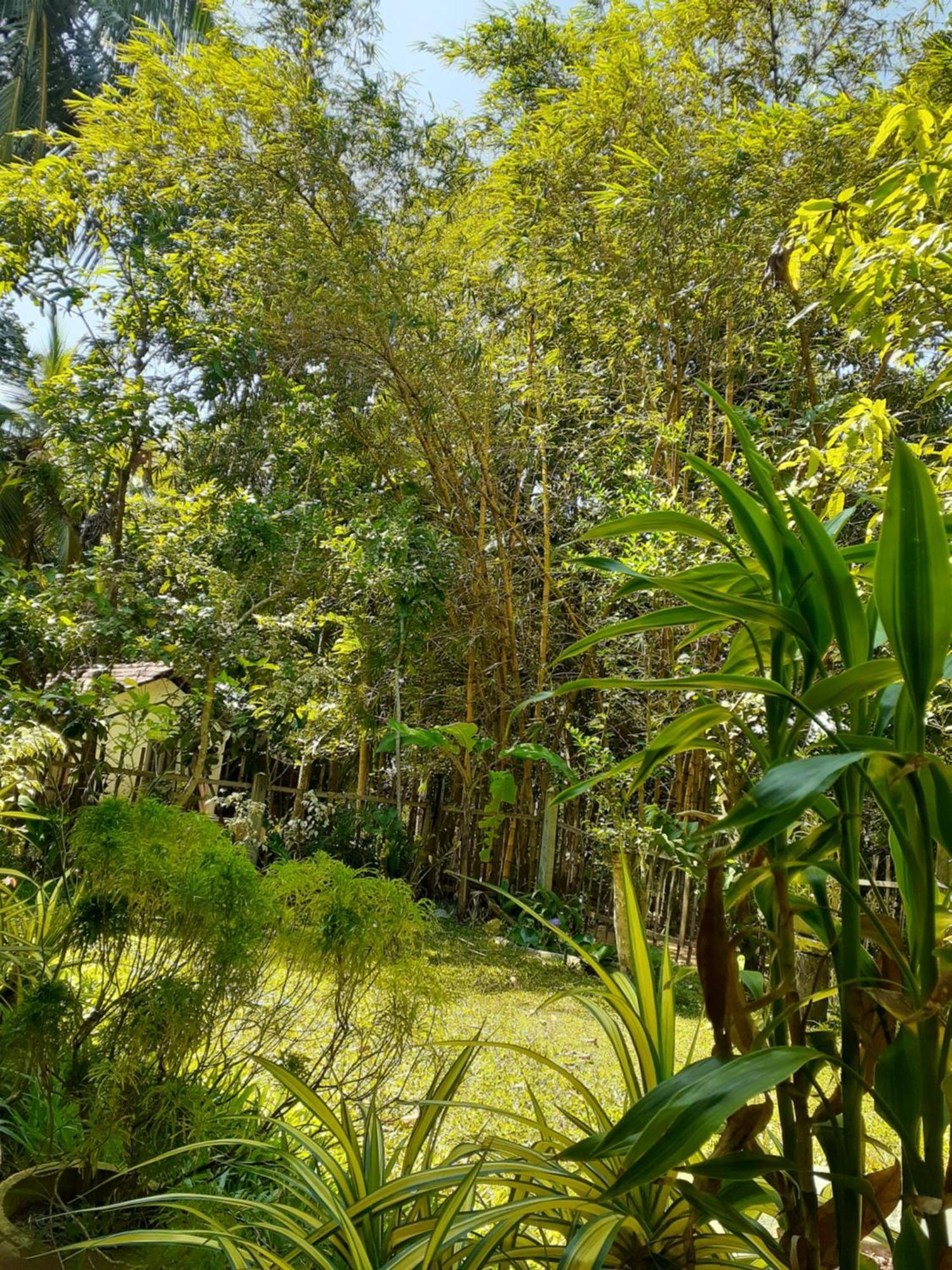 דיקוולה Bamboo Home Stay Hiriketiya מראה חיצוני תמונה
